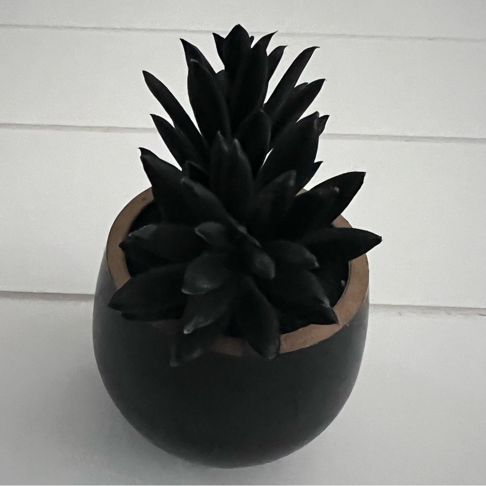 Mini Black Succulent Plant